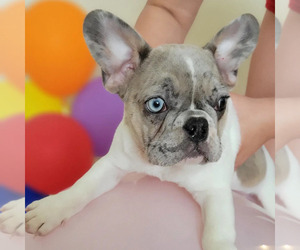 French Bulldog Puppy for sale in TAMPA, FL, USA