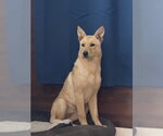 Small Australian Shepherd Mix