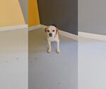 Small Photo #3 Puggle Puppy For Sale in Studio City, CA, USA