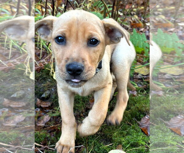 Medium Photo #2 Mutt Puppy For Sale in Shelburne, VT, USA