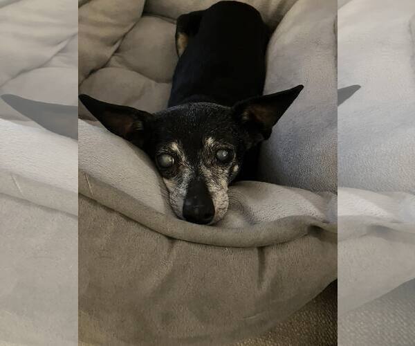 Medium Photo #4 Chipin Puppy For Sale in Holland, MI, USA