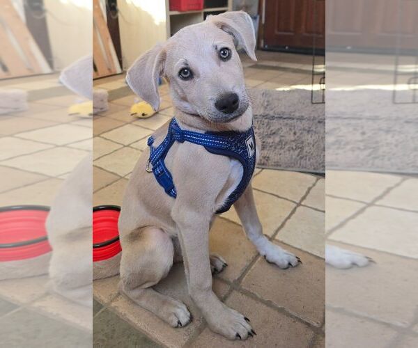 Medium Photo #1 Labrador Retriever-Unknown Mix Puppy For Sale in Sykesville, MD, USA