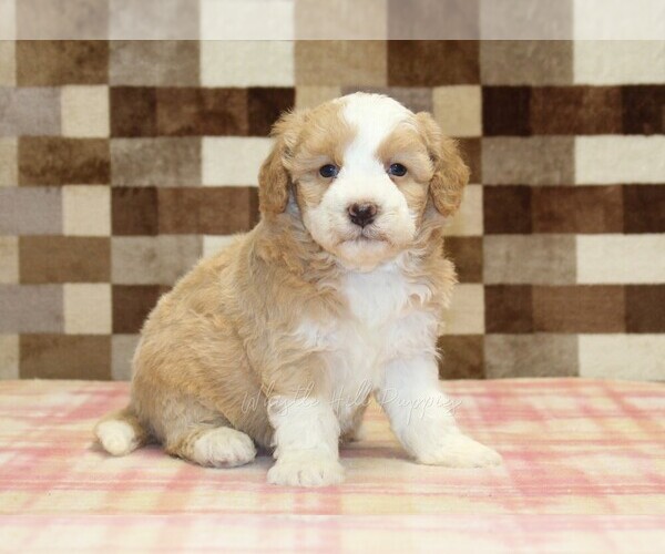 Medium Photo #4 Bernedoodle (Miniature) Puppy For Sale in DENVER, PA, USA