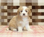 Small #3 Bernedoodle (Miniature)