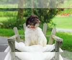 Small #1 Goldendoodle