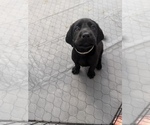 Small #1 Labrador Retriever