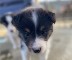 Puppy Puppy 1 Shetland Sheepdog