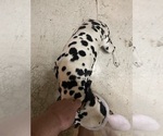 Small Photo #19 Dalmatian Puppy For Sale in GLENDALE, AZ, USA