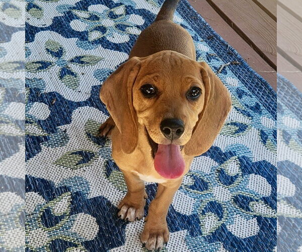 Medium Photo #5 Beagle-Redbone Coonhound Mix Puppy For Sale in Batavia, OH, USA