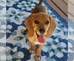 Small #4 Beagle-Redbone Coonhound Mix