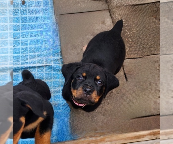 Medium Photo #11 Rottweiler Puppy For Sale in DES MOINES, IA, USA
