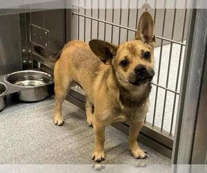 French Bullhuahua Dogs for adoption in Orange, CA, USA