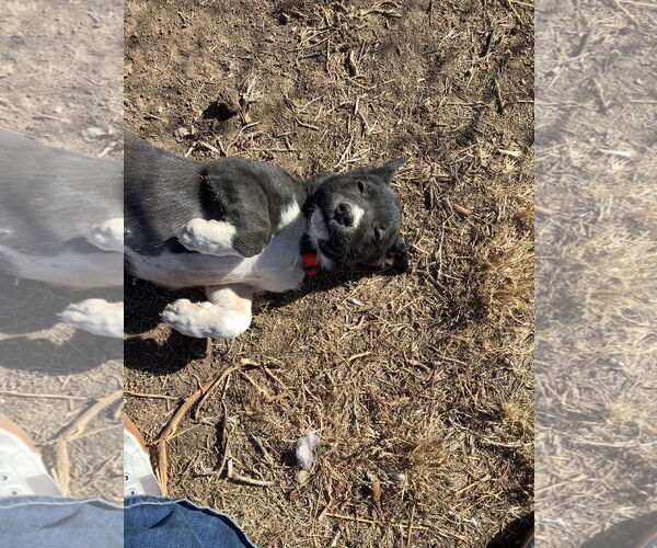 Medium Photo #1 Siberian Husky-Unknown Mix Puppy For Sale in Amarillo, TX, USA