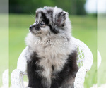 Small #3 Pomeranian