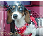 Small #12 Dachshund