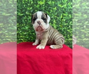 English Bulldog Puppy for Sale in CENTRALIA, Kansas USA