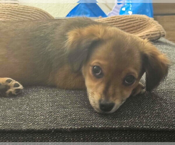 Medium Photo #7 Chihuahua-Colonial Cocker Spaniel Mix Puppy For Sale in Corona, CA, USA