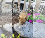 Small Photo #14 Pomeranian Puppy For Sale in GREENWOOD, WI, USA