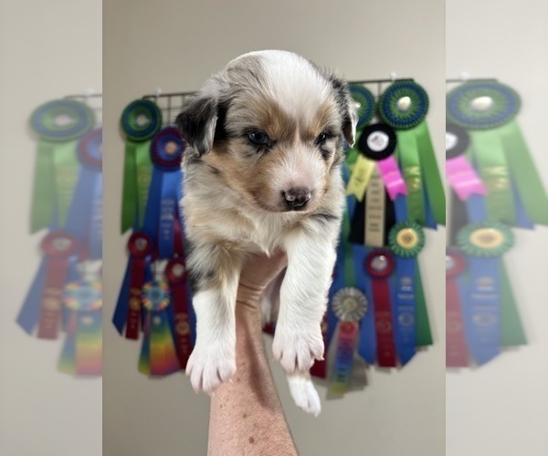 Medium Photo #3 Australian Shepherd Puppy For Sale in CIRCLEVILLE, KS, USA