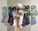 Small #2 Australian Shepherd