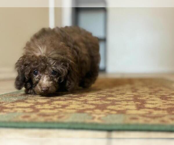 Medium Photo #10 Poodle (Toy) Puppy For Sale in TUCSON, AZ, USA