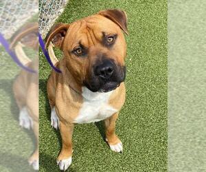 Mutt Dogs for adoption in Fayetteville, NC, USA