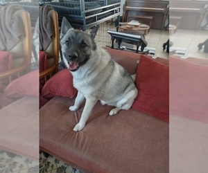Norwegian Elkhound Puppy for sale in HIGHLANDS RANCH, CO, USA