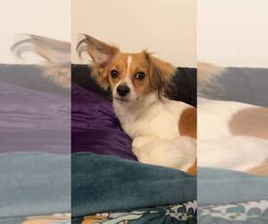 Medium Papillon Mix