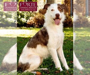 Teddy - Male Mutt Dog for Adoption - Photo #6