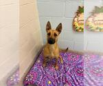 Small German Shepherd Dog