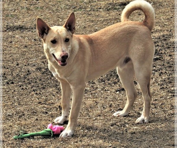 Medium Photo #3 Catahoula Leopard Dog-Huskies  Mix Puppy For Sale in Godley, TX, USA