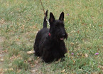Small Photo #1 Scottish Terrier Puppy For Sale in SOMERVILLE, AL, USA