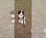 Small Photo #20 English Springer Spaniel Puppy For Sale in LEWISBERRY, PA, USA