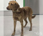 Small #1 Retriever -Spaniel Mix