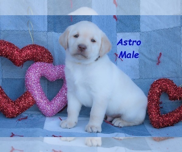 Medium Photo #12 Labrador Retriever Puppy For Sale in BRIDGEWATER, VA, USA