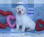 Small Photo #12 Labrador Retriever Puppy For Sale in BRIDGEWATER, VA, USA