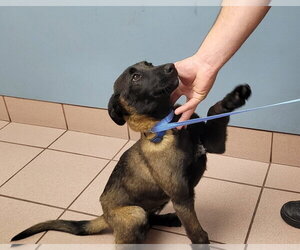 Omen  - Located in FL - Female Mutt Dog for Adoption - Photo #3