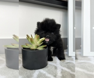 Pomeranian Dog for Adoption in FRANKLIN, Indiana USA