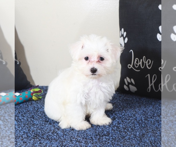 Medium Photo #2 Maltese Puppy For Sale in MOUNT VERNON, OH, USA