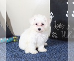 Small #1 Maltese