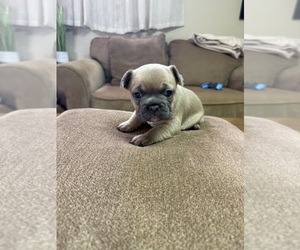 Medium French Bulldog