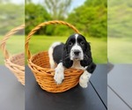 Puppy Lucky English Springer Spaniel