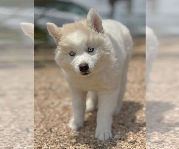 Medium Photo #3 Huskies -Unknown Mix Puppy For Sale in PIPE CREEK, TX, USA