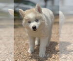 Small #2 Huskies  Mix