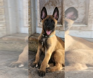 Belgian Malinois Puppy for Sale in HUNTSVILLE, Texas USA