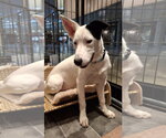 Small #3 Shollie