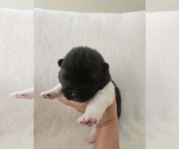 Medium Photo #18 Akita Puppy For Sale in STRAFFORD, MO, USA