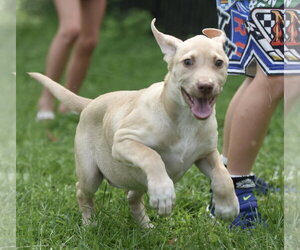 Labrador Retriever Dogs for adoption in Mechanicsburg, PA, USA