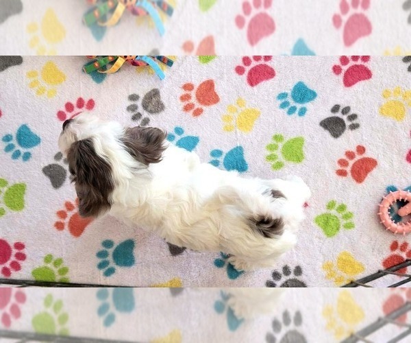 Medium Photo #10 Poovanese Puppy For Sale in ORO VALLEY, AZ, USA