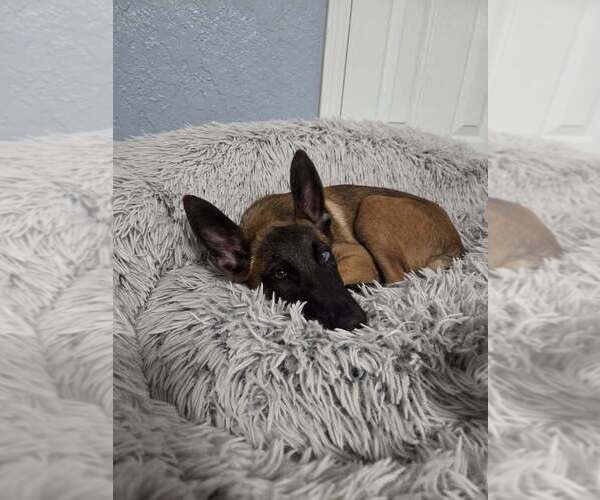 Medium Photo #10 Mutt Puppy For Sale in Imlay City, MI, USA